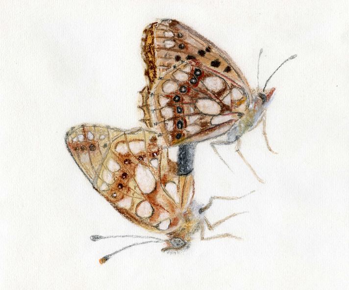 lepidopterae amatoriae © Eva Kaiser