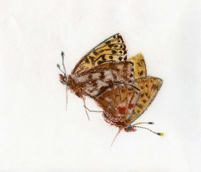 lepidopterae amatoriae © Eva Kaiser