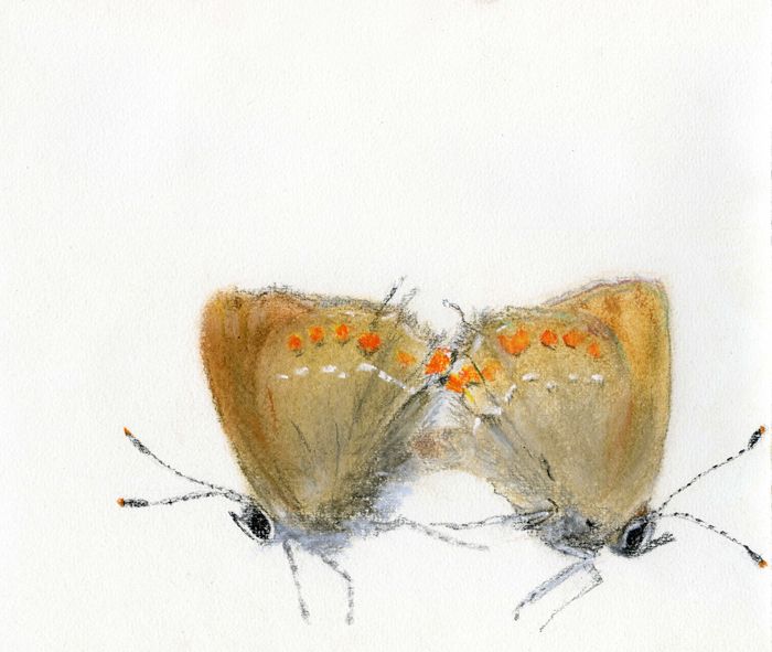 lepidopterae amatoriae © Eva Kaiser