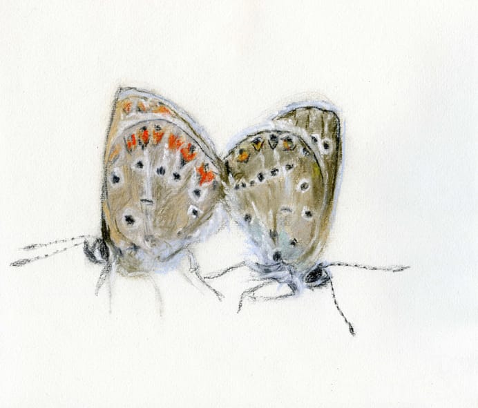 Eva Kaiser, Poesie in Form eines Flügelschlages - lepidopterae amatoriae, ioco-art, Dezember 2013